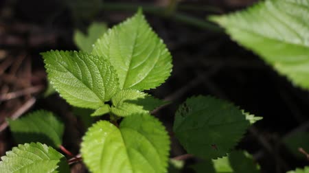 Tragia Involucrata (Choriyanam), Stinging nettle
