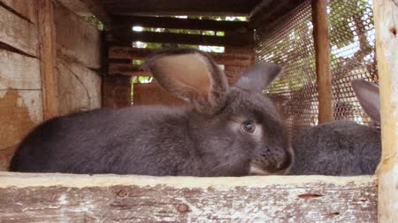 Many little funny rabbits eat grass in a cage on the farm together. Domestic rabbits in a cage.