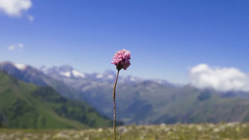 Steppe flower Stok Videolar ve HD Video Klipler