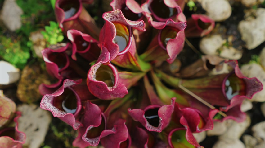 Plants ephemerides Vídeos de arquivo Vídeos e videoclipes de HD