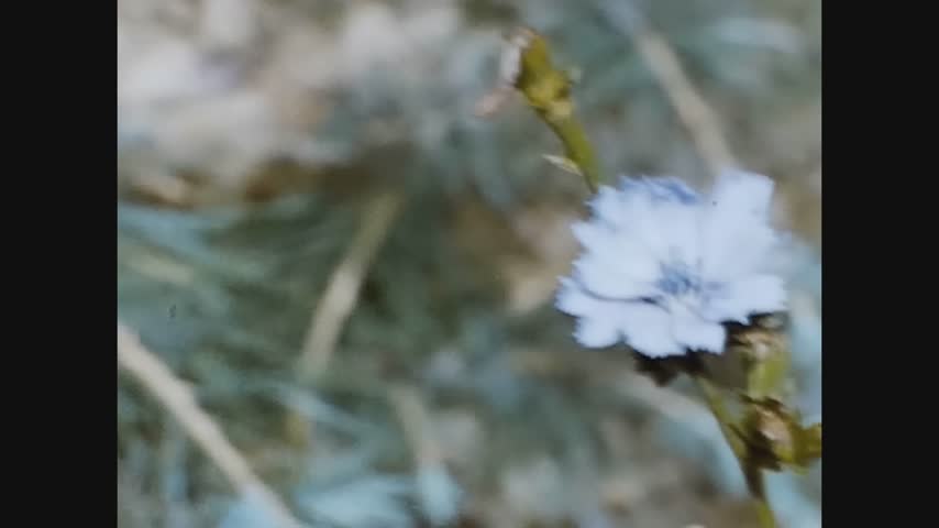 Steppe flower Stock videa a HD videoklipy