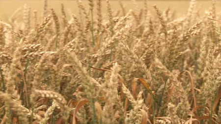 video footage of a grainfield in spring